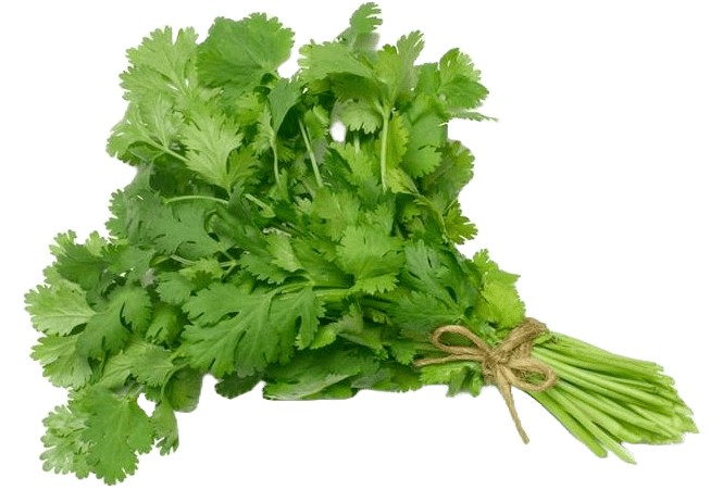 Кинза